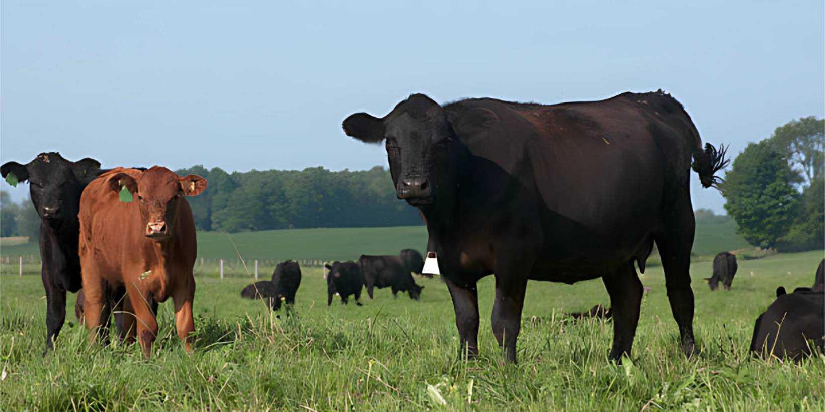 The Finest Beef in Dayton, Ohio