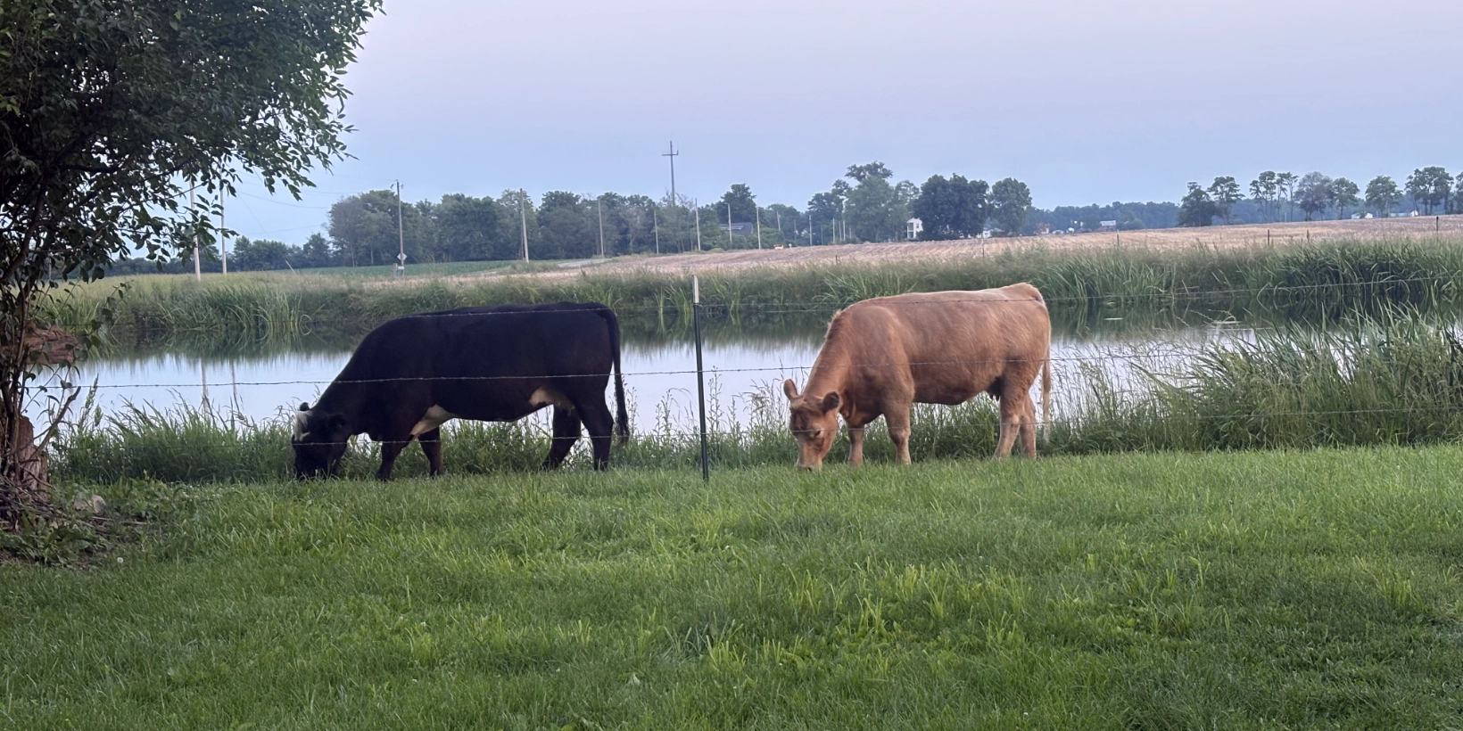 Grass-Fed Quarter, Half or Whole Beef